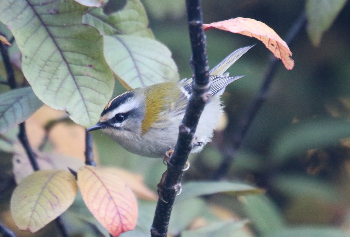 Common Firecrest - ML178162101