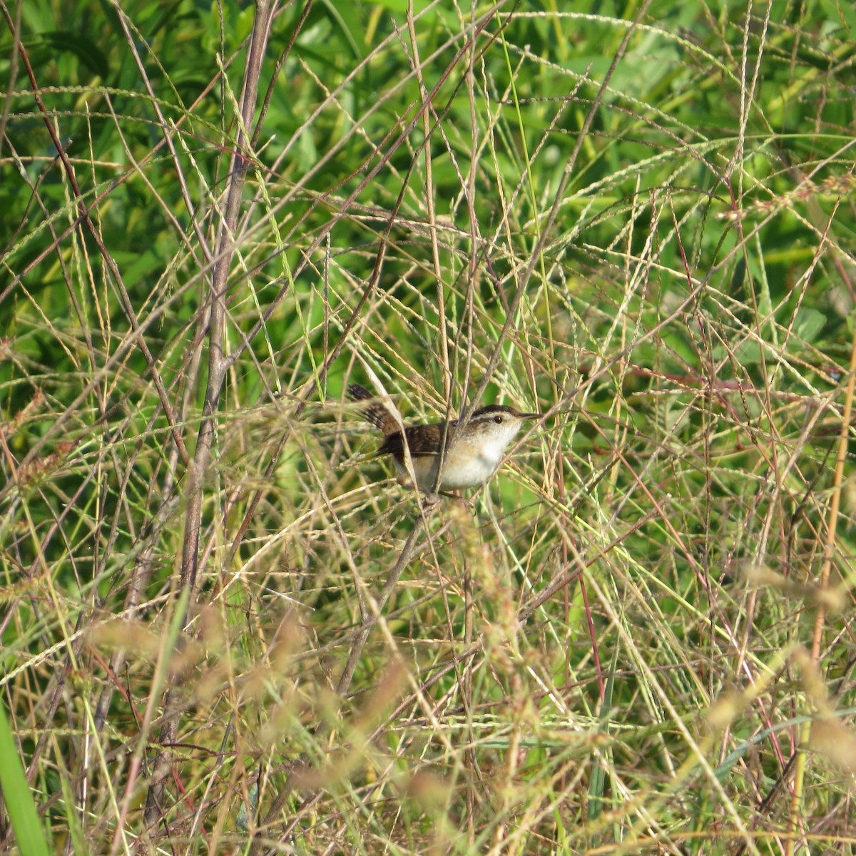 Marsh Wren - ML178162671