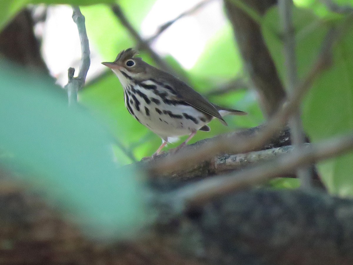 Ovenbird - ML178163241