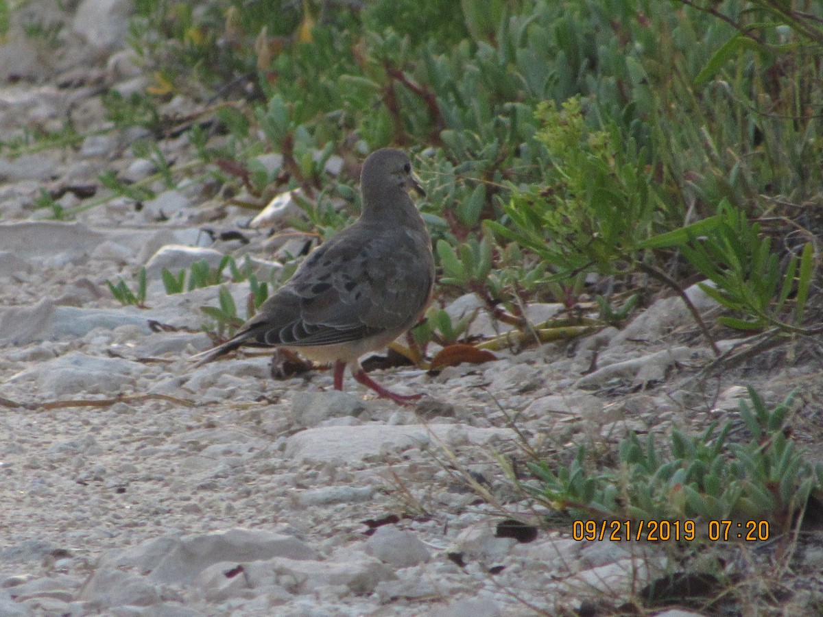 Mourning Dove - ML178164291