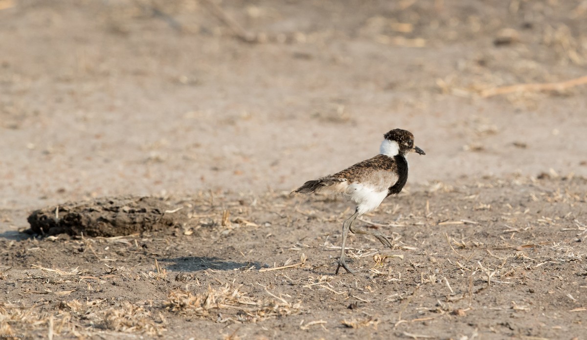 Blacksmith Lapwing - ML178164311