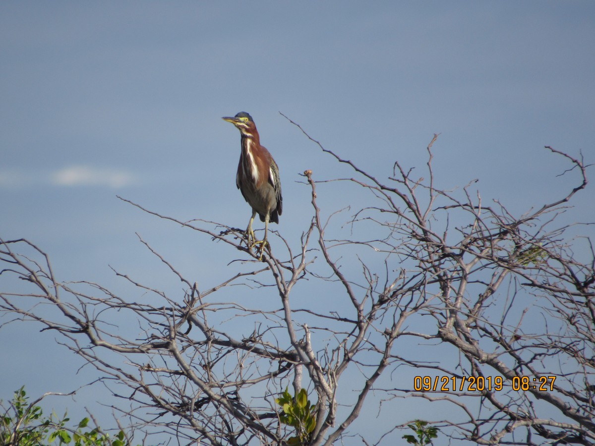 Green Heron - ML178166511