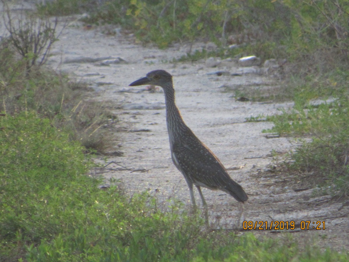 Yellow-crowned Night Heron - ML178166571