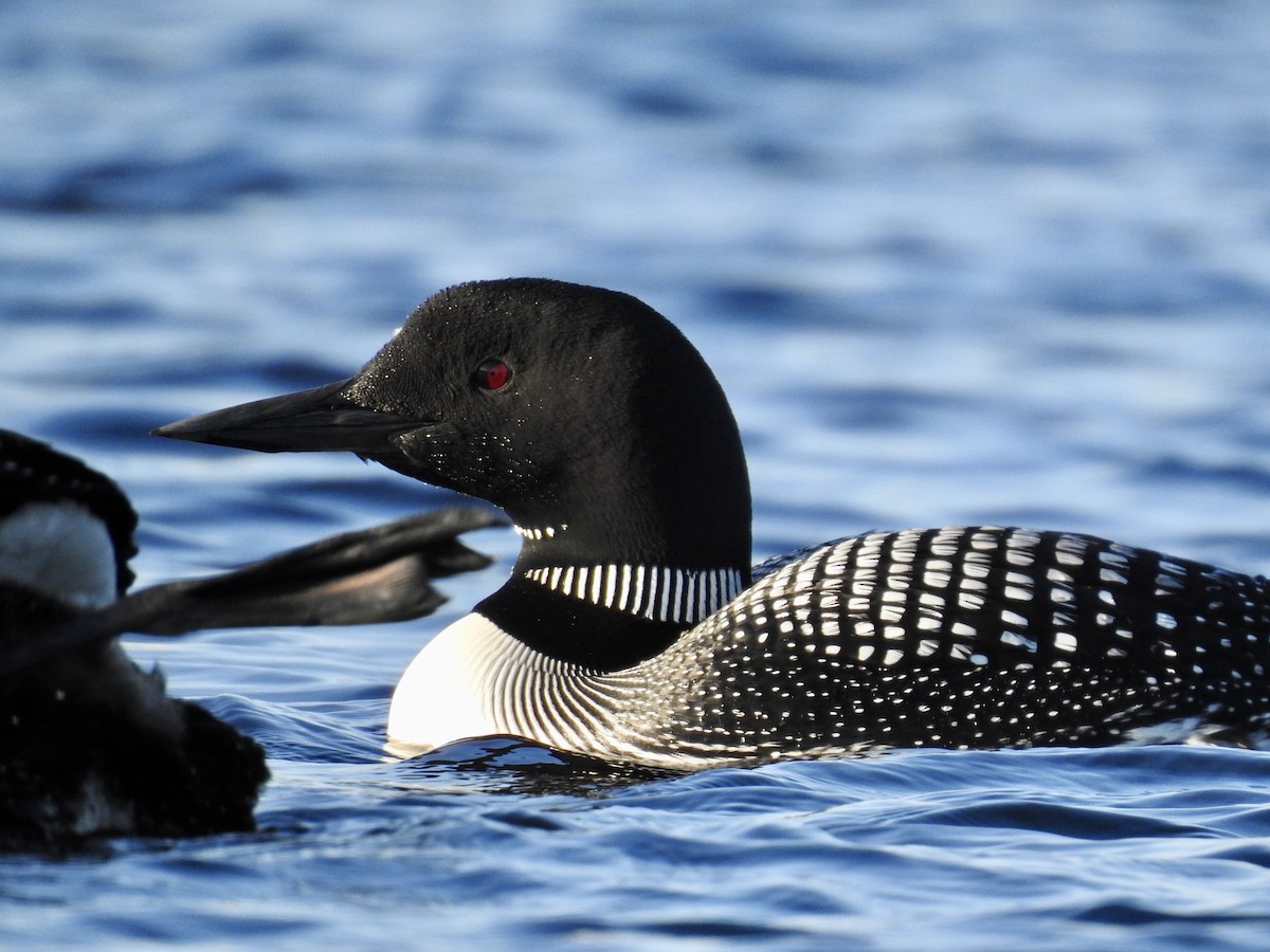 Common Loon - Andrew Eppedio