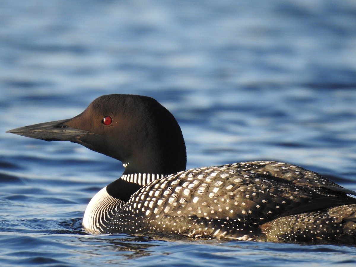 Common Loon - Andrew Eppedio