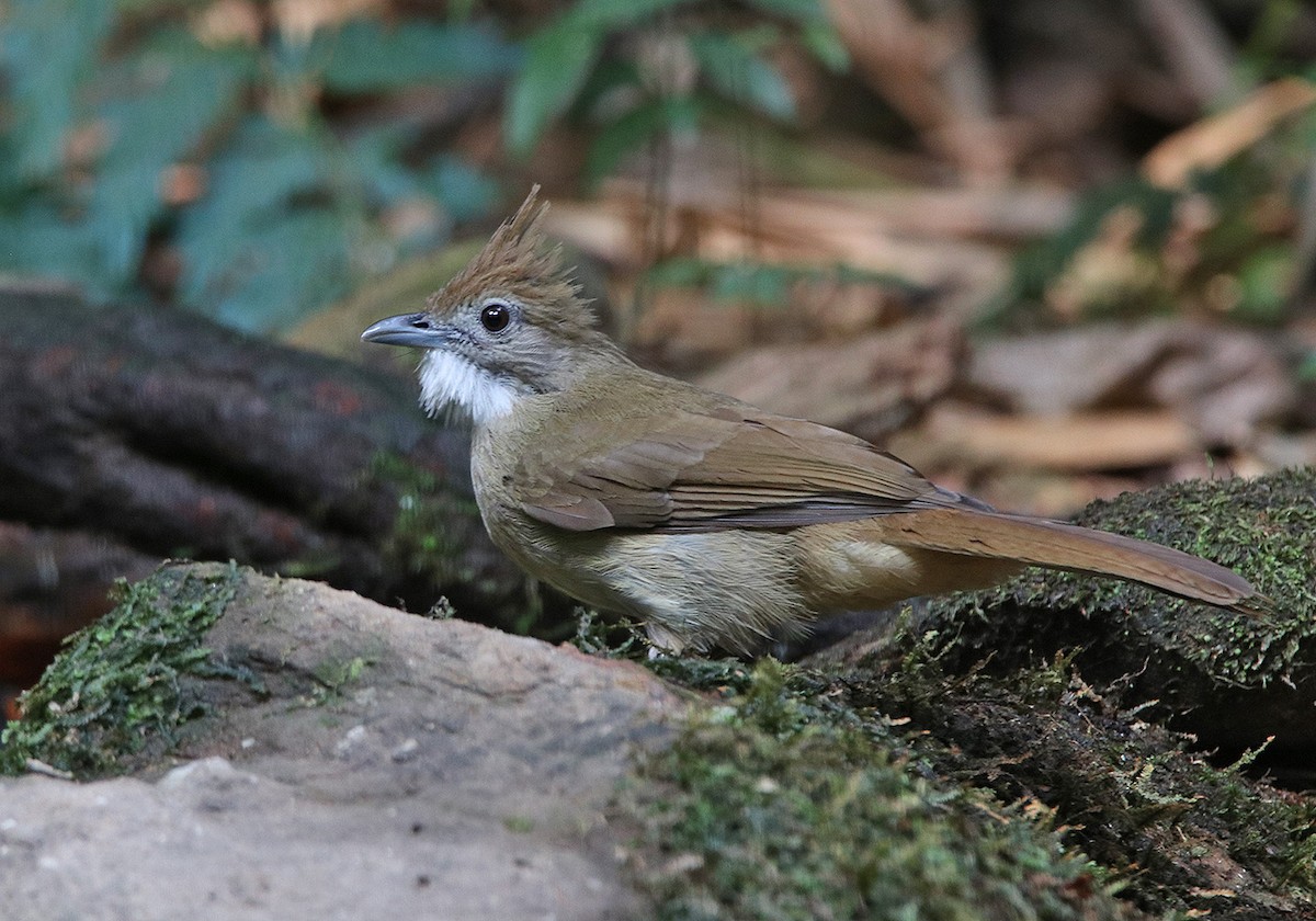 Ochraceous Bulbul - Tim Avery