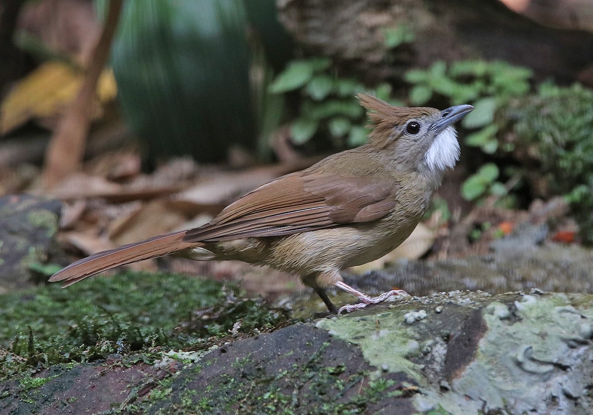 Ochraceous Bulbul - Tim Avery