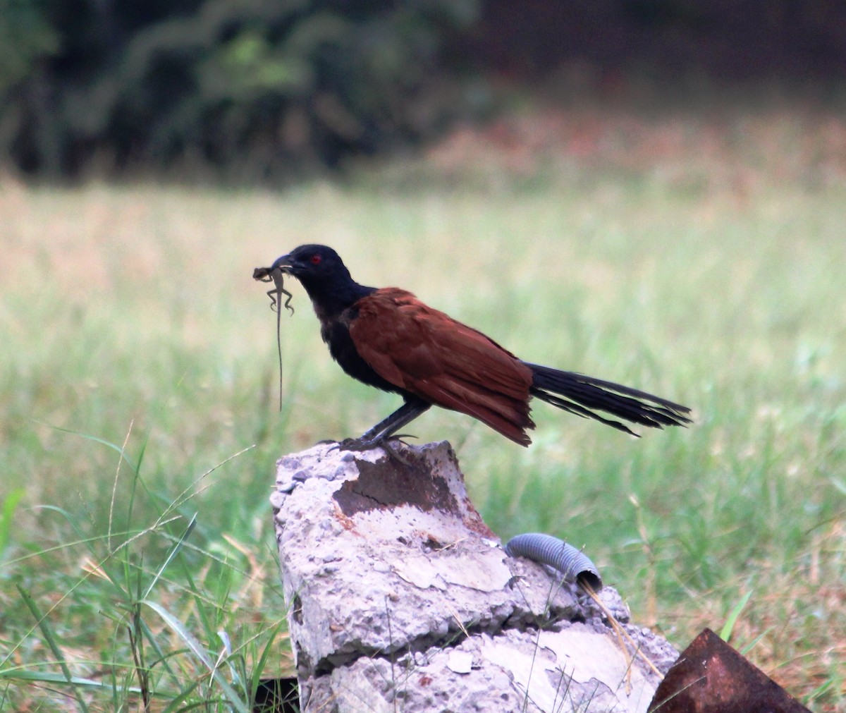 Greater Coucal - ML178168081