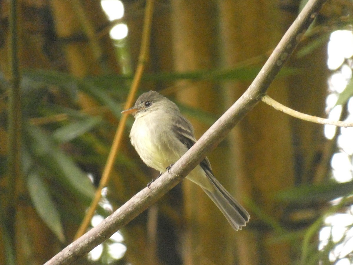 Northern Tropical Pewee - ML178168841