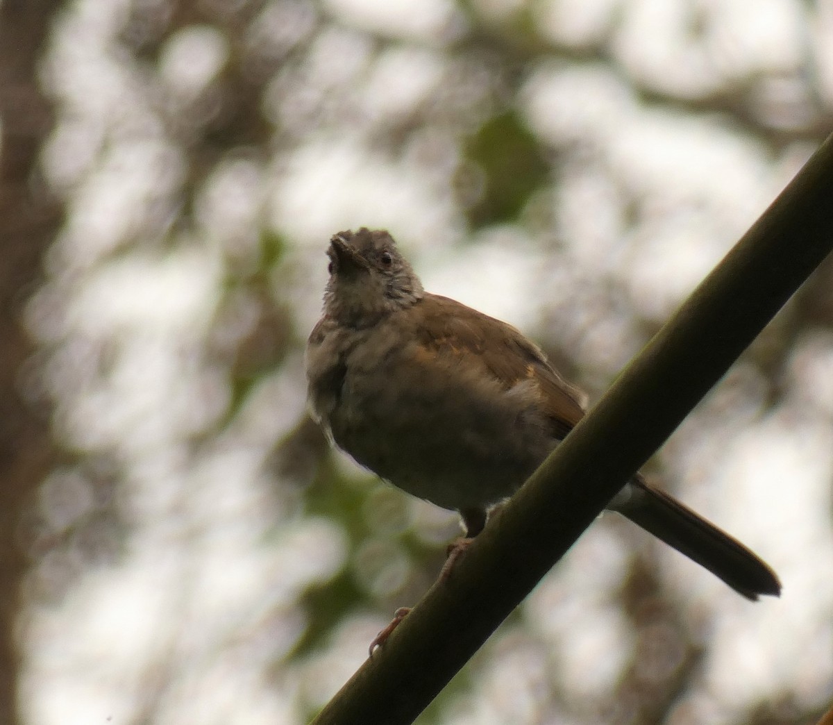 Pale-breasted Thrush - ML178169241