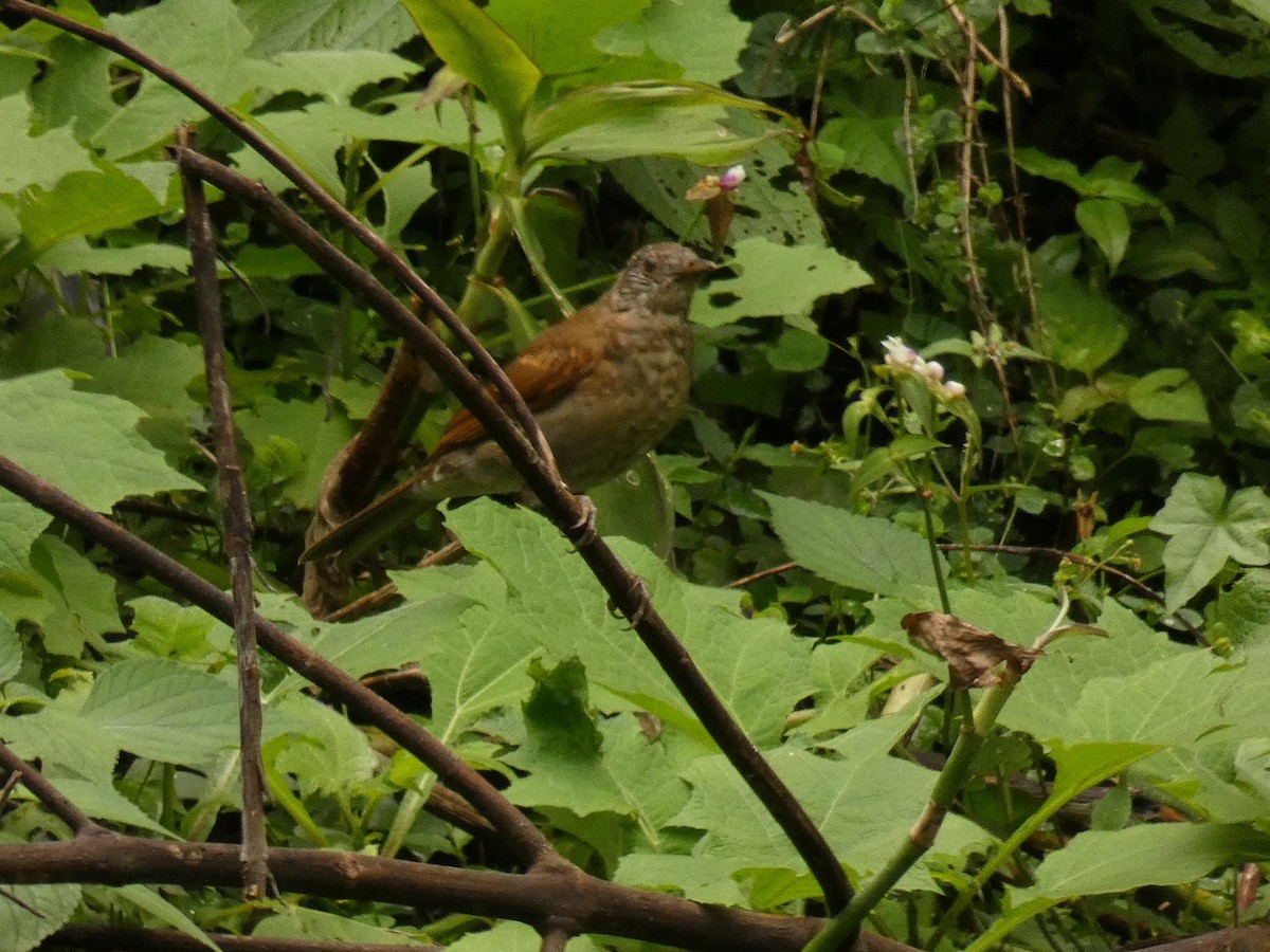 Pale-breasted Thrush - ML178169281