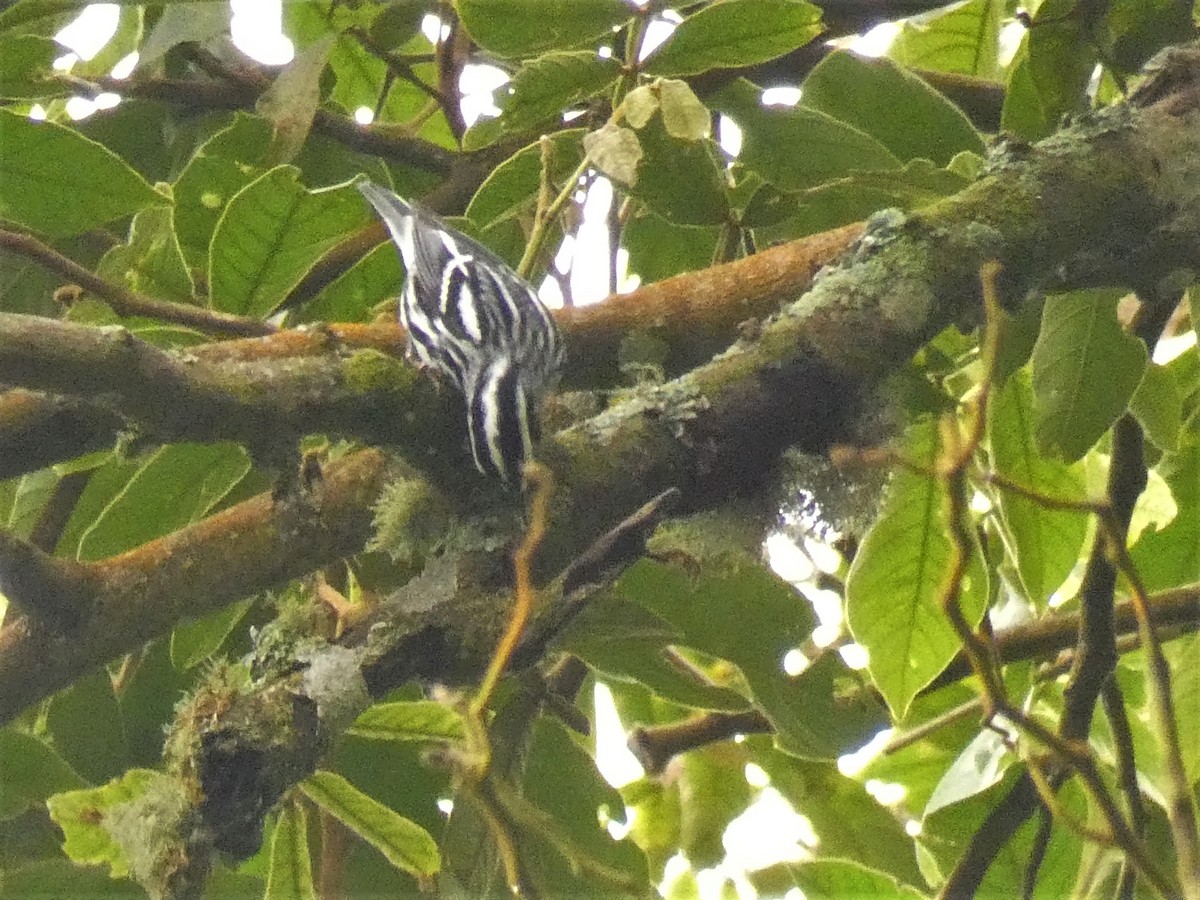 Black-and-white Warbler - ML178169291
