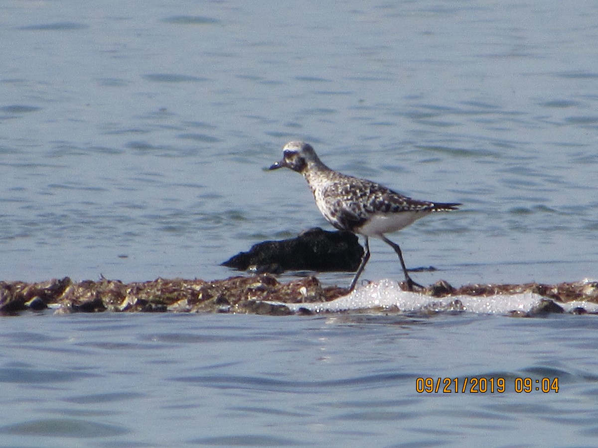 Black-bellied Plover - Vivian F. Moultrie