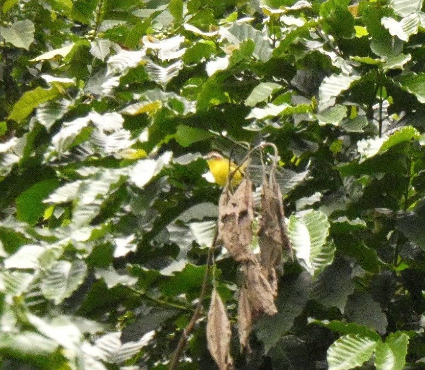 Chestnut-capped Warbler - ML178171101