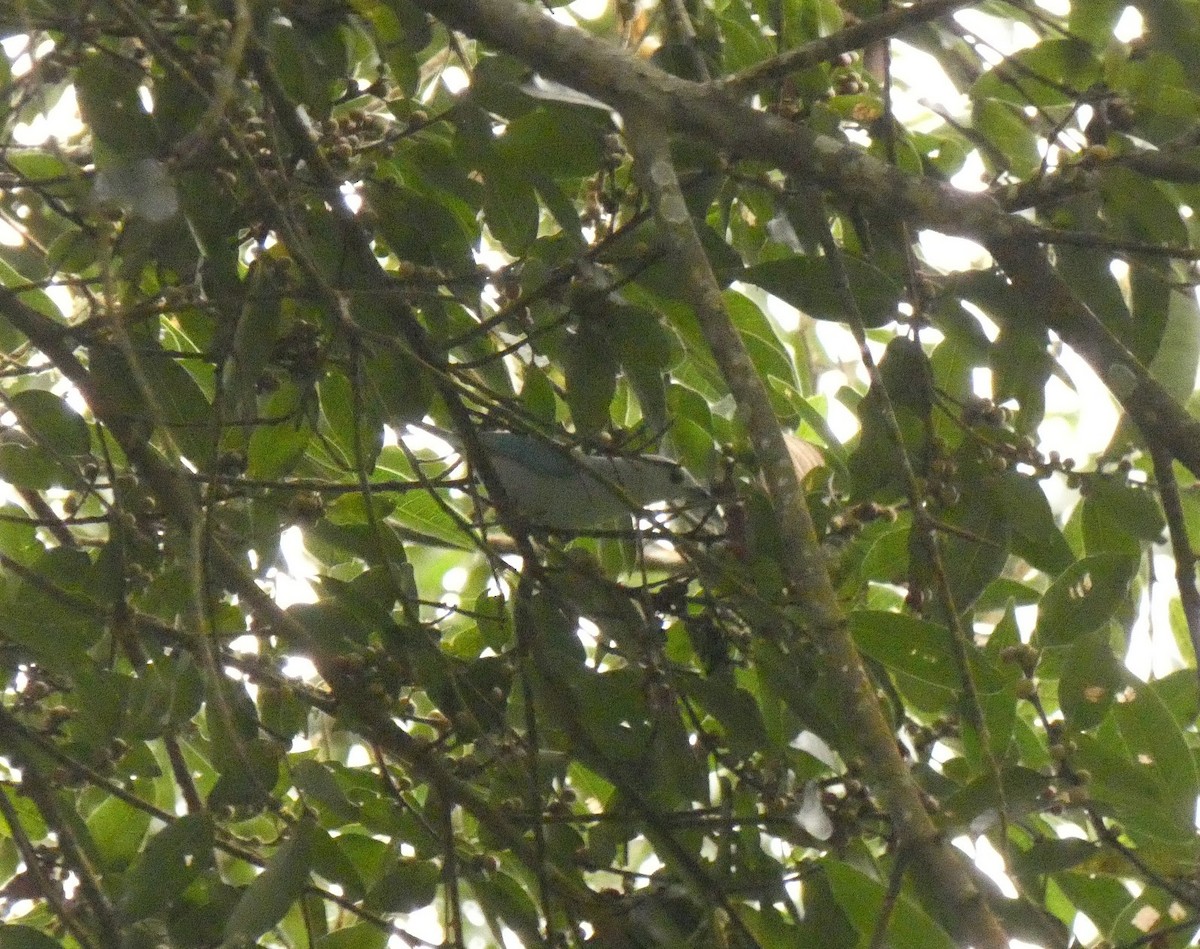 Blue-gray Tanager - ML178171171