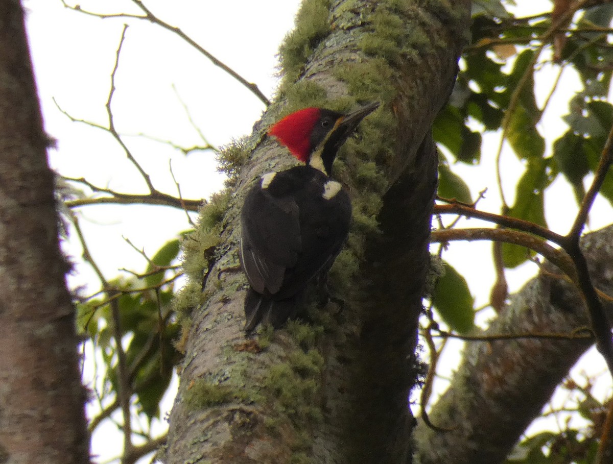 Crimson-crested Woodpecker - ML178172541