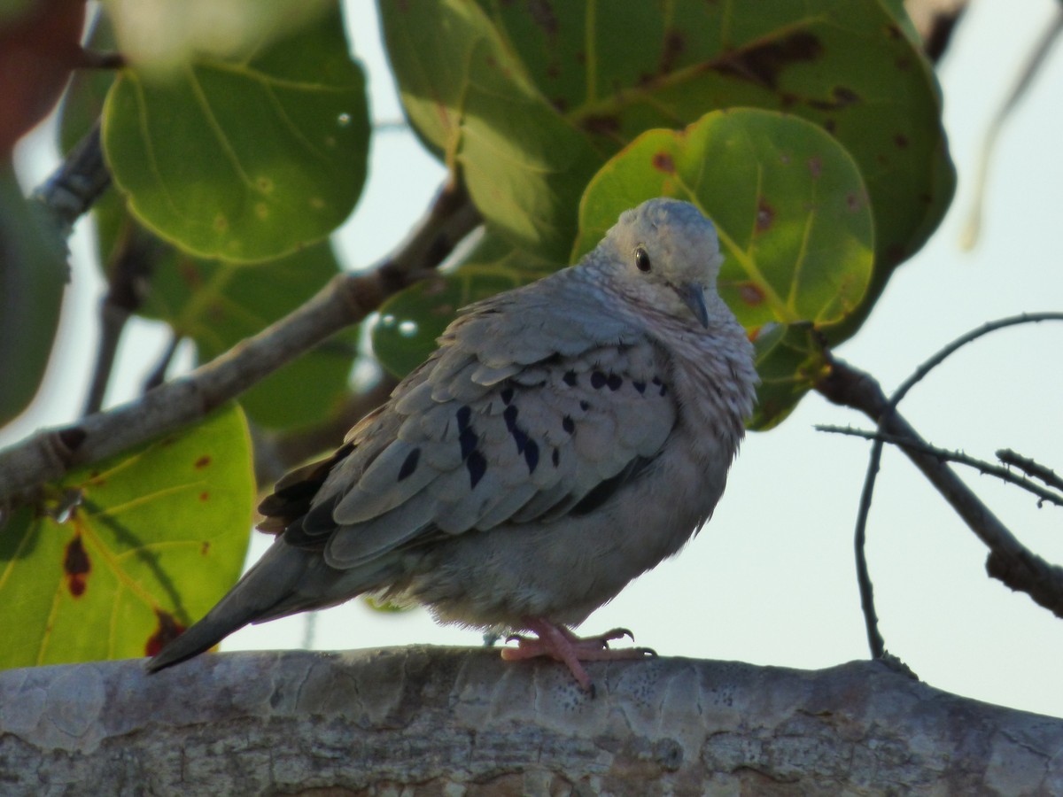 Common Ground Dove - ML178173111