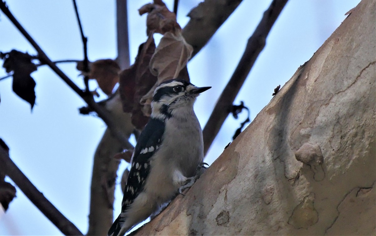 Downy Woodpecker - ML178174231