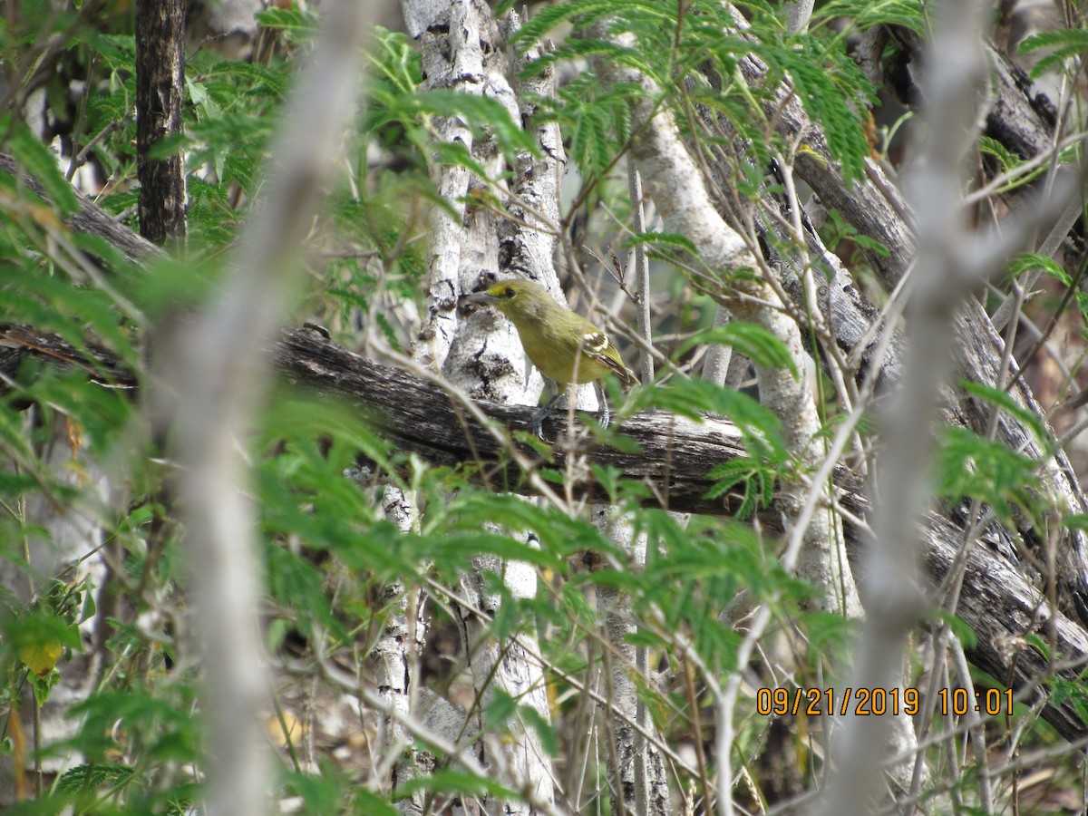 Thick-billed Vireo - ML178174981
