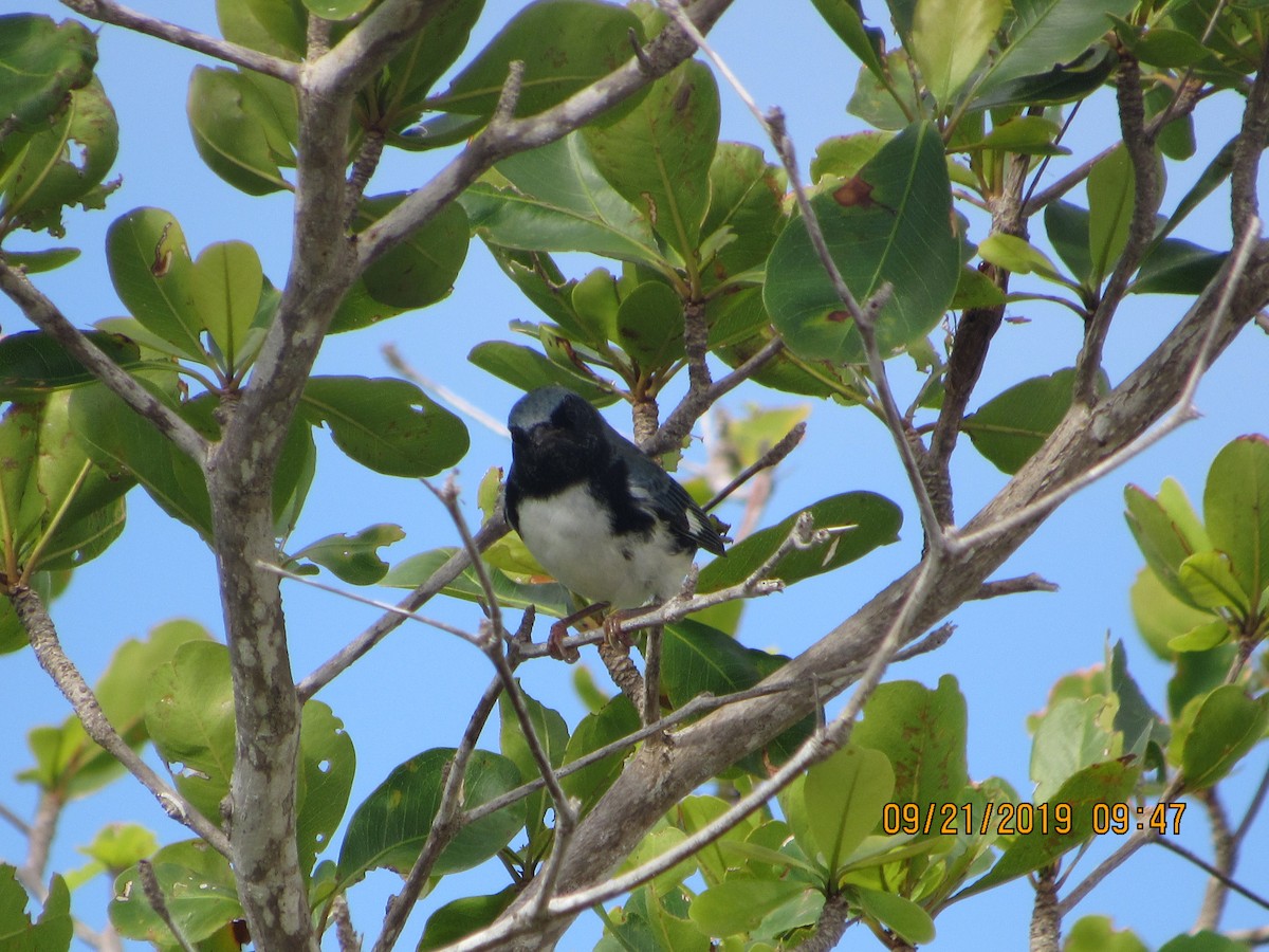 Black-throated Blue Warbler - Vivian F. Moultrie