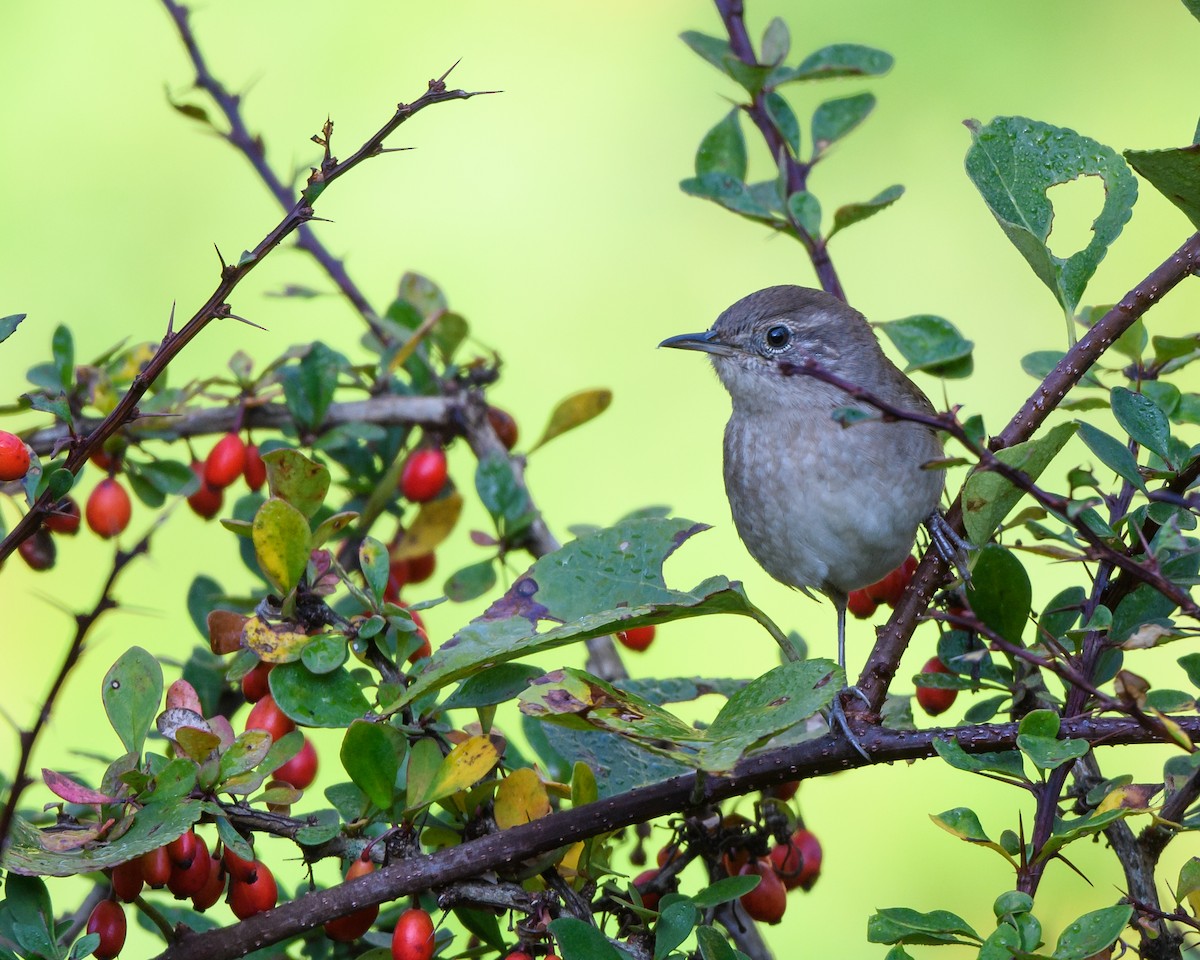 House Wren - ML178180981