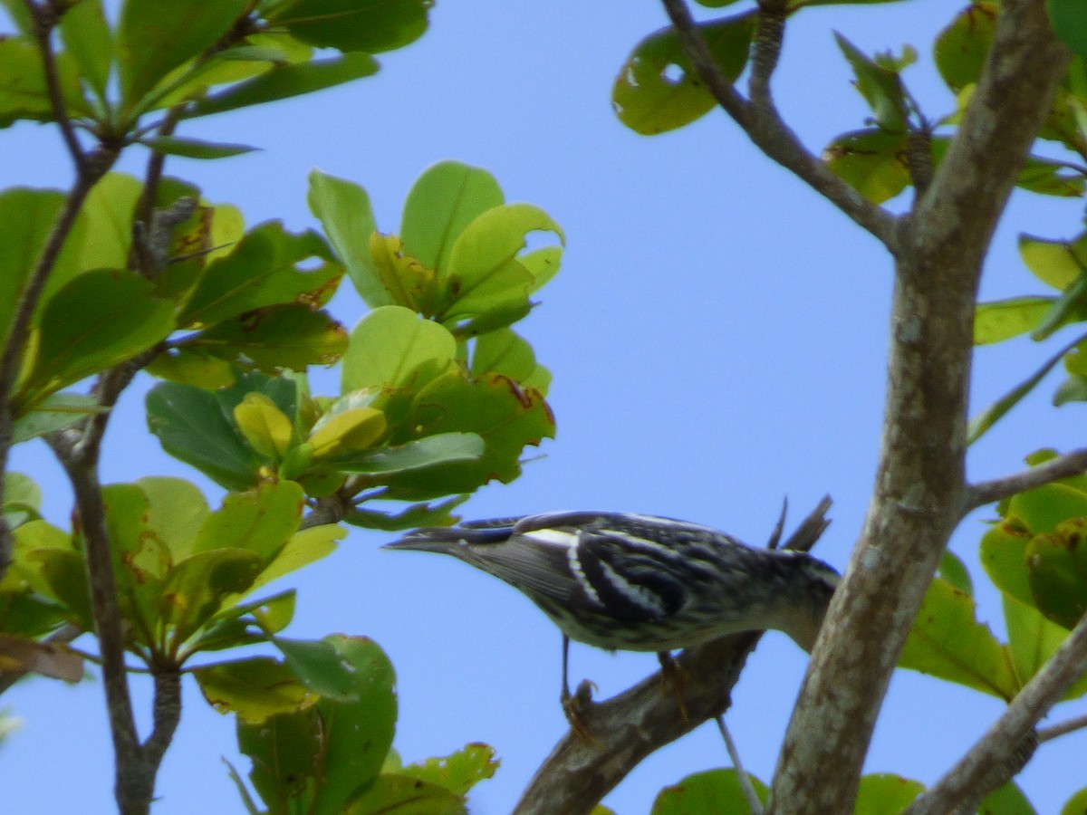 Black-and-white Warbler - Tarra Lindo