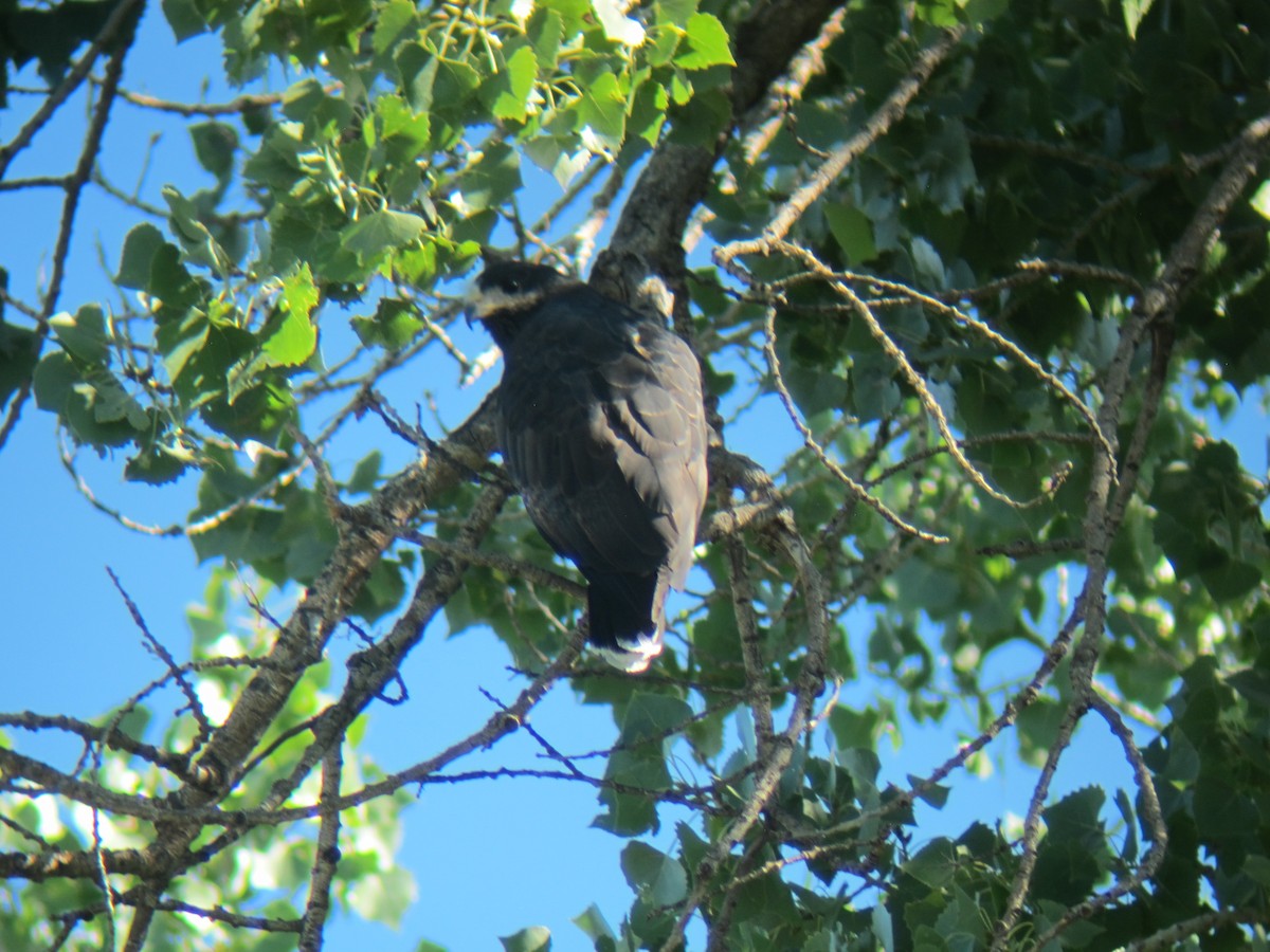 Common Black Hawk - ML178182951