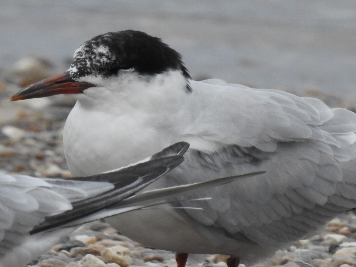 Common Tern - David Booth