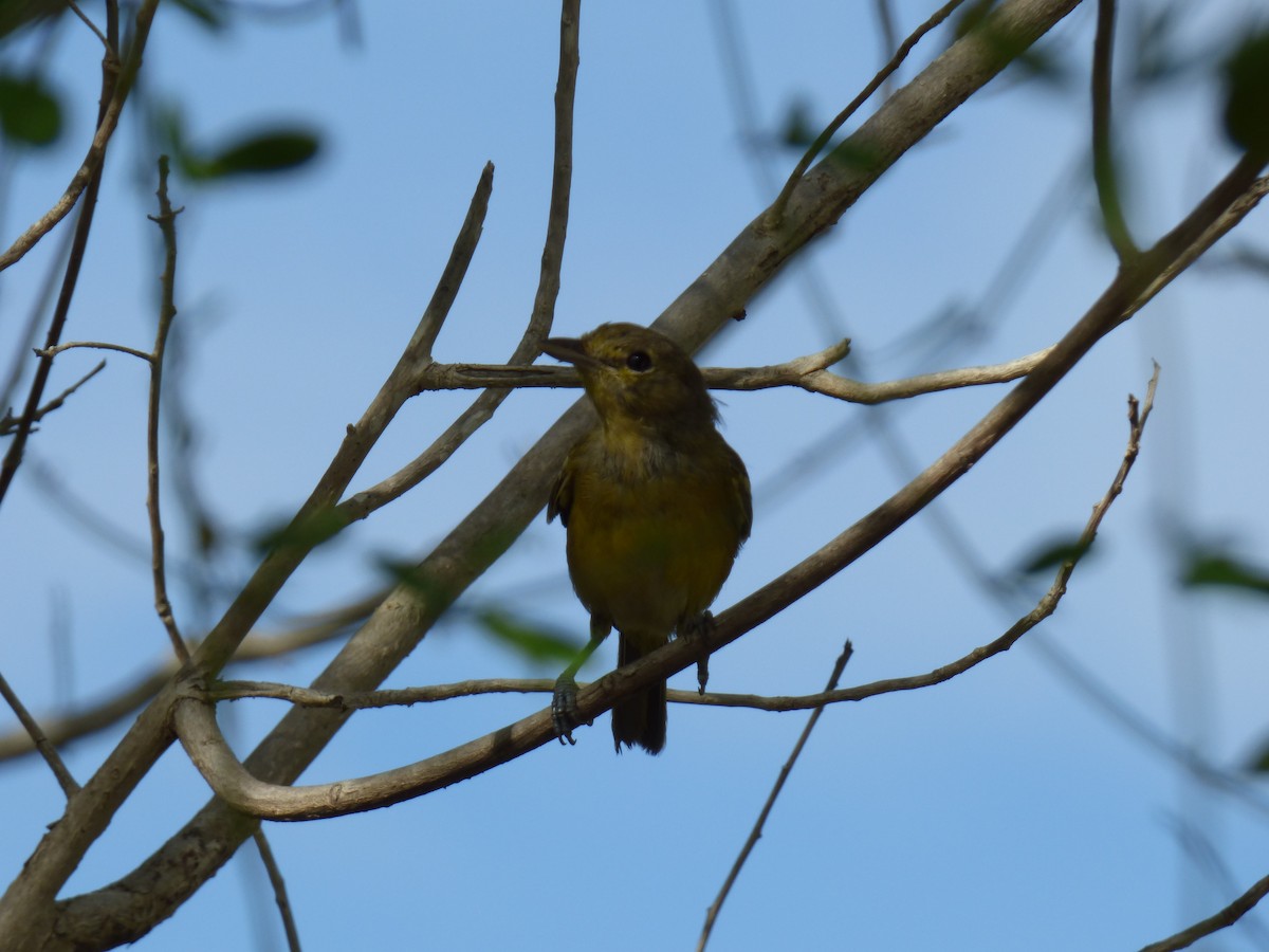 Vireo Piquigrueso - ML178187071