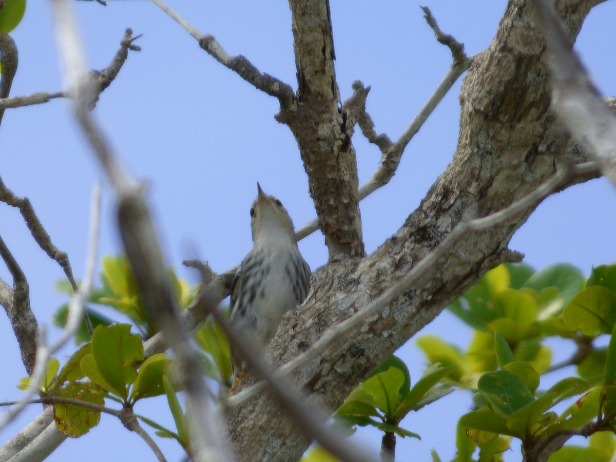 Black-and-white Warbler - Tarra Lindo