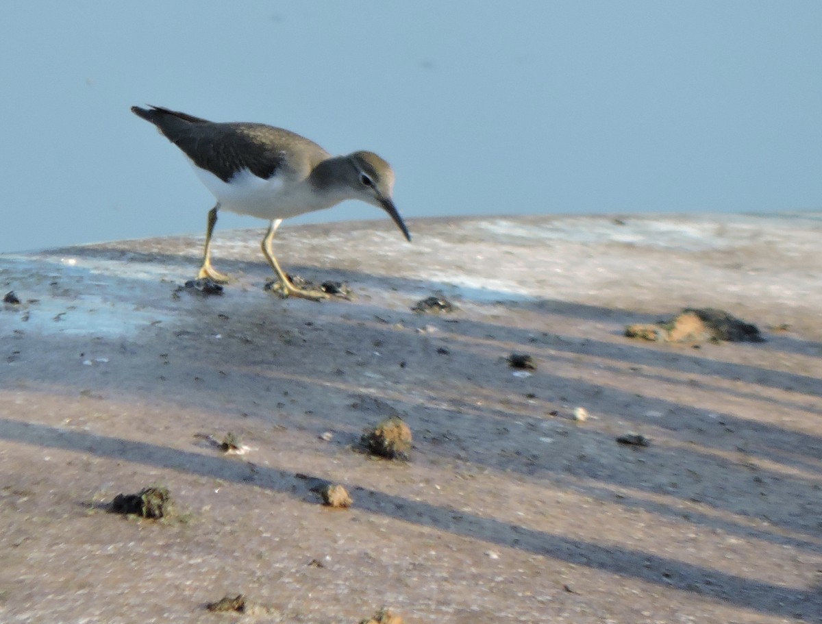 Spotted Sandpiper - ML178189961