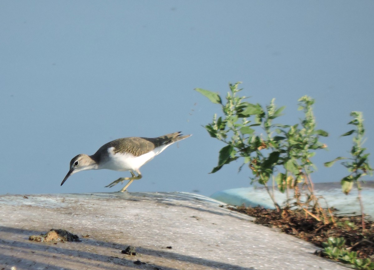 Spotted Sandpiper - ML178189971