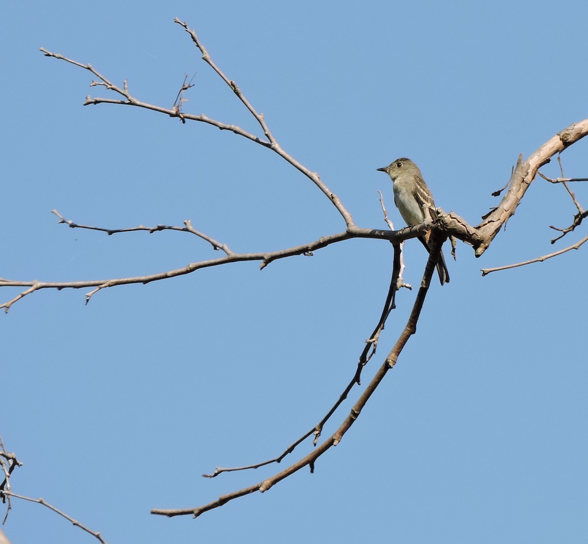 Eastern Wood-Pewee - ML178190071