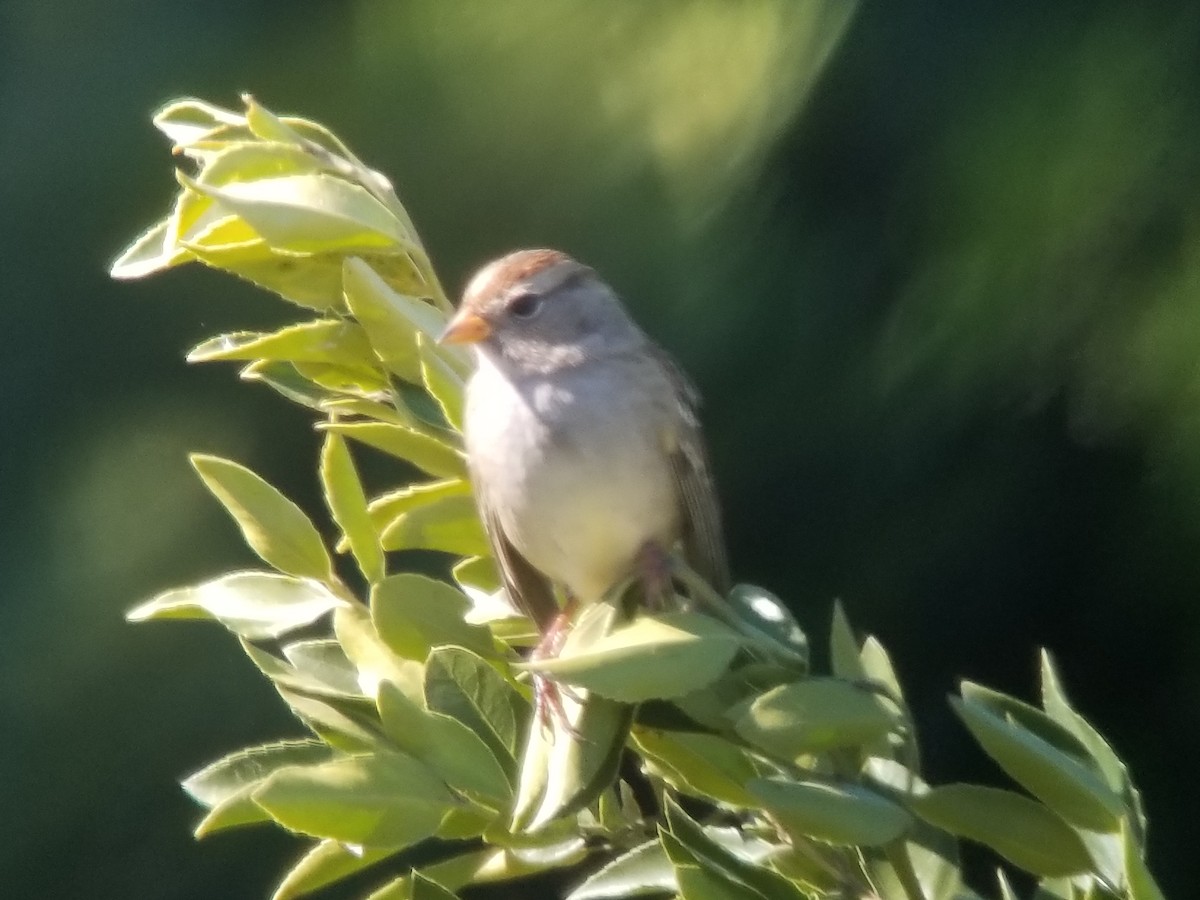 Bruant à couronne blanche - ML178190261