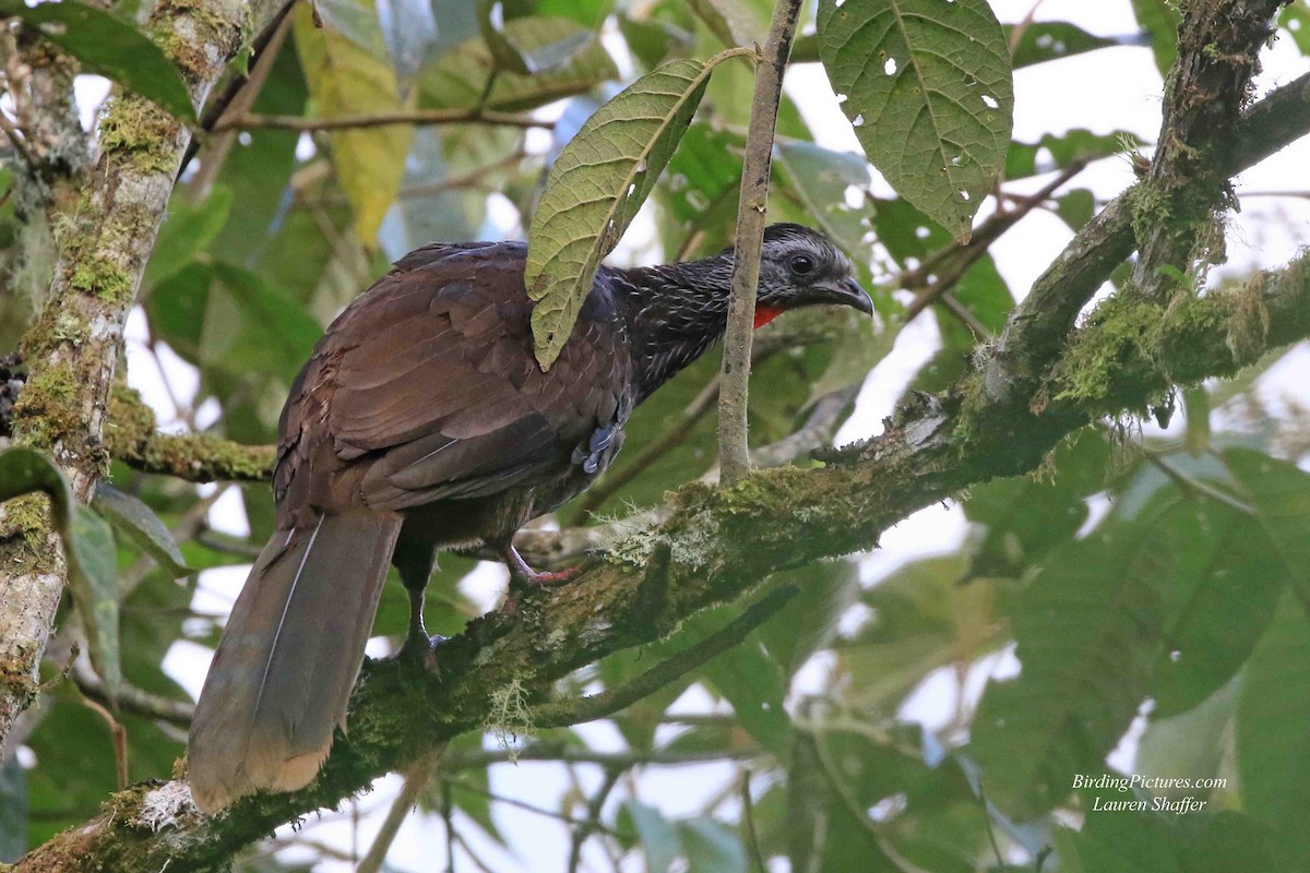 Bearded Guan - ML178190611