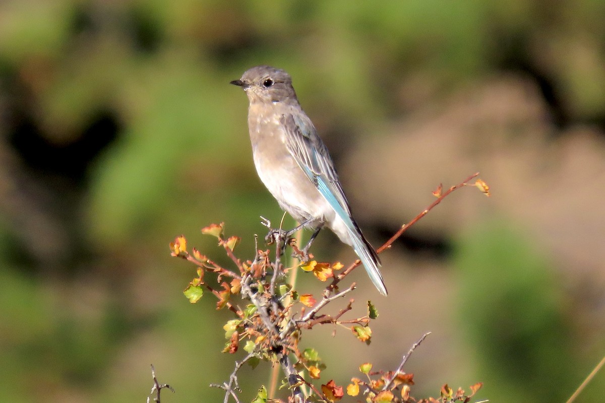 Mountain Bluebird - Ted Floyd