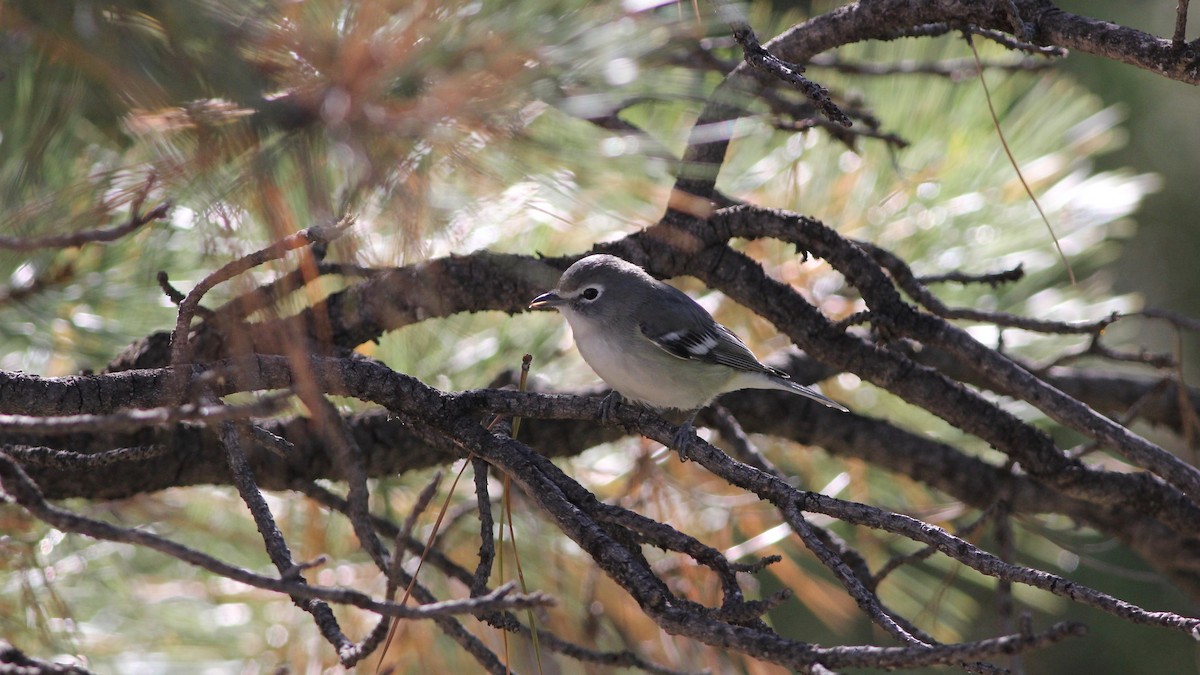 Plumbeous Vireo - ML178191611