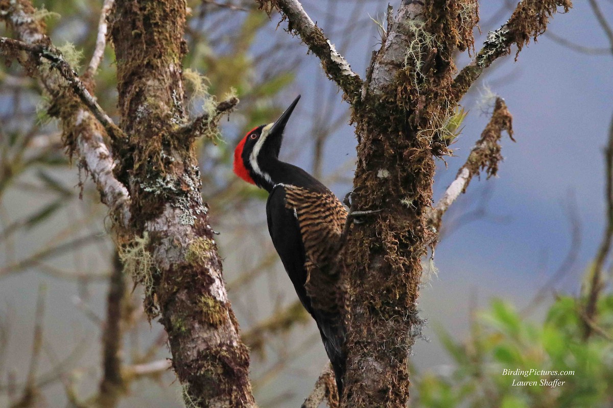 Powerful Woodpecker - ML178192631