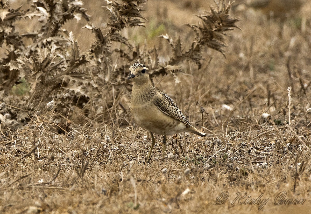 Eurasian Dotterel - ML178192671