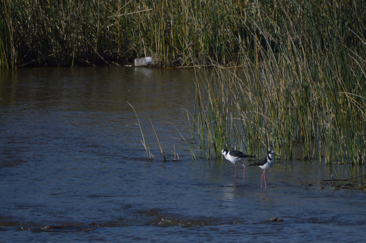 Black-necked Stilt - ML178195181