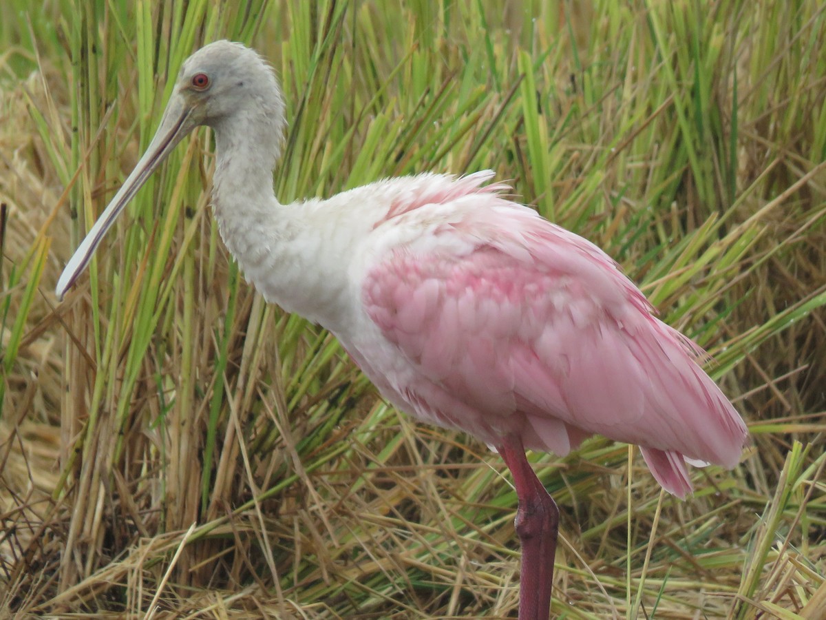 Roseate Spoonbill - ML178195251