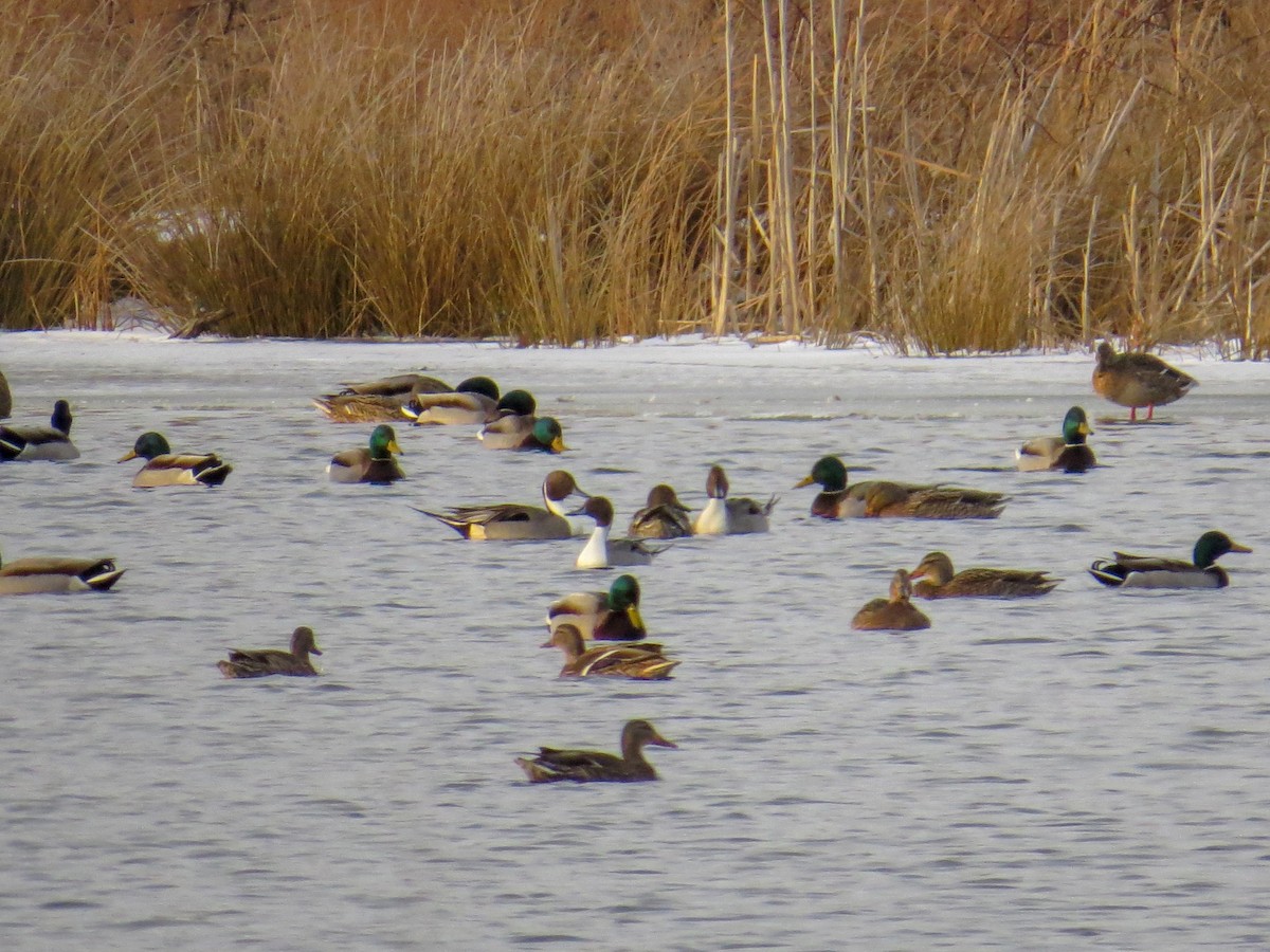 Northern Pintail - Reanna Thomas