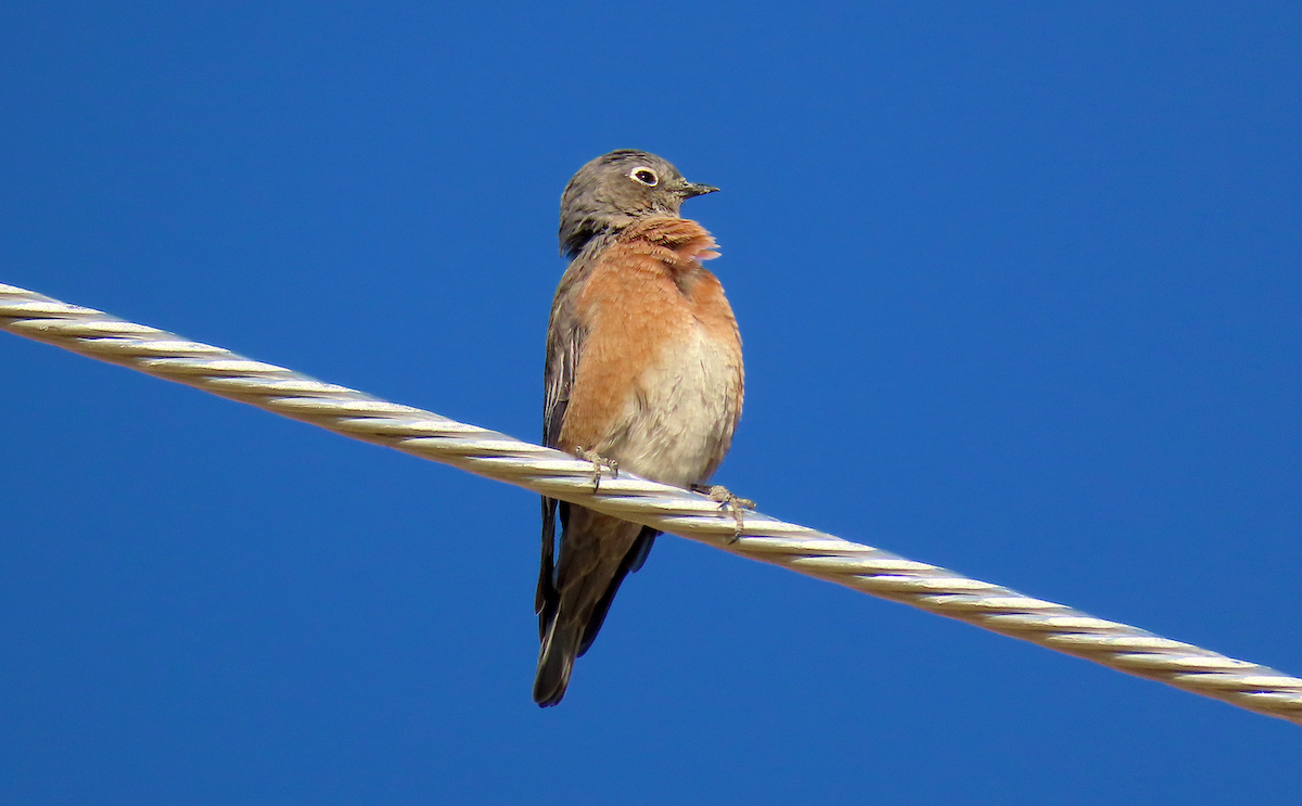 Mountain Bluebird - Ted Floyd