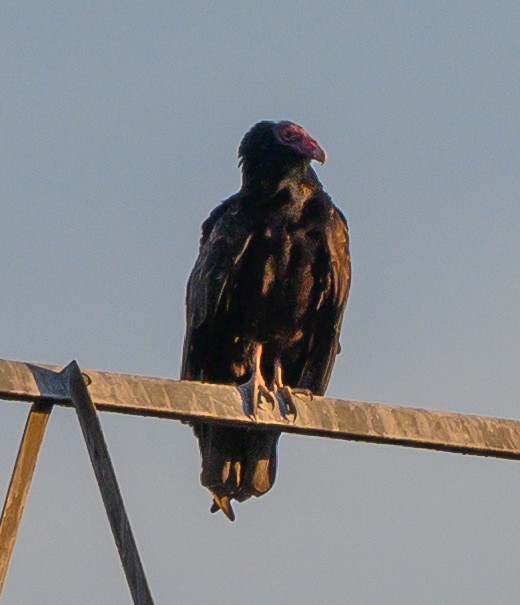 Turkey Vulture - ML178200651