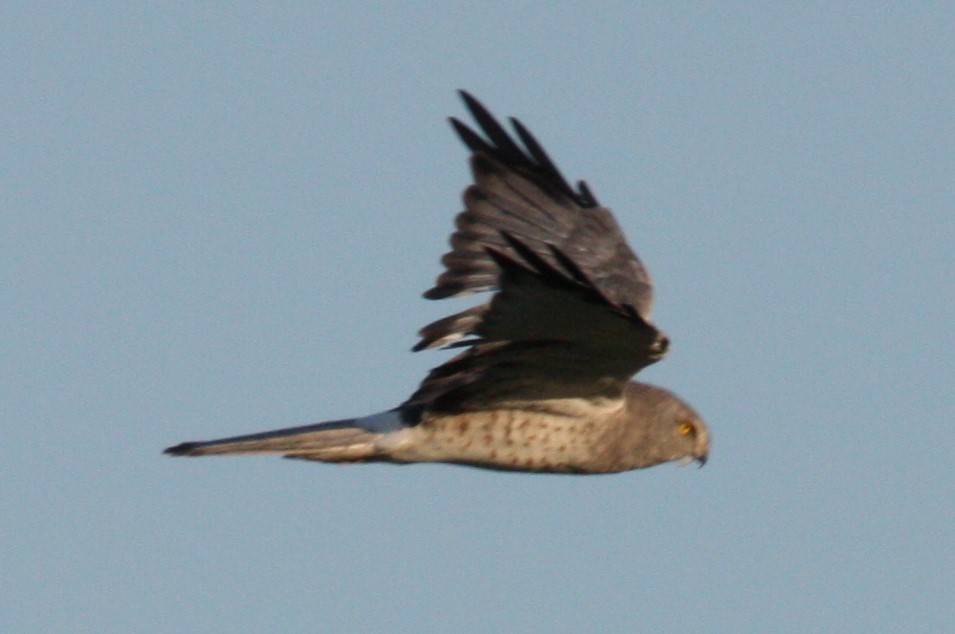 Northern Harrier - Cathy Cox