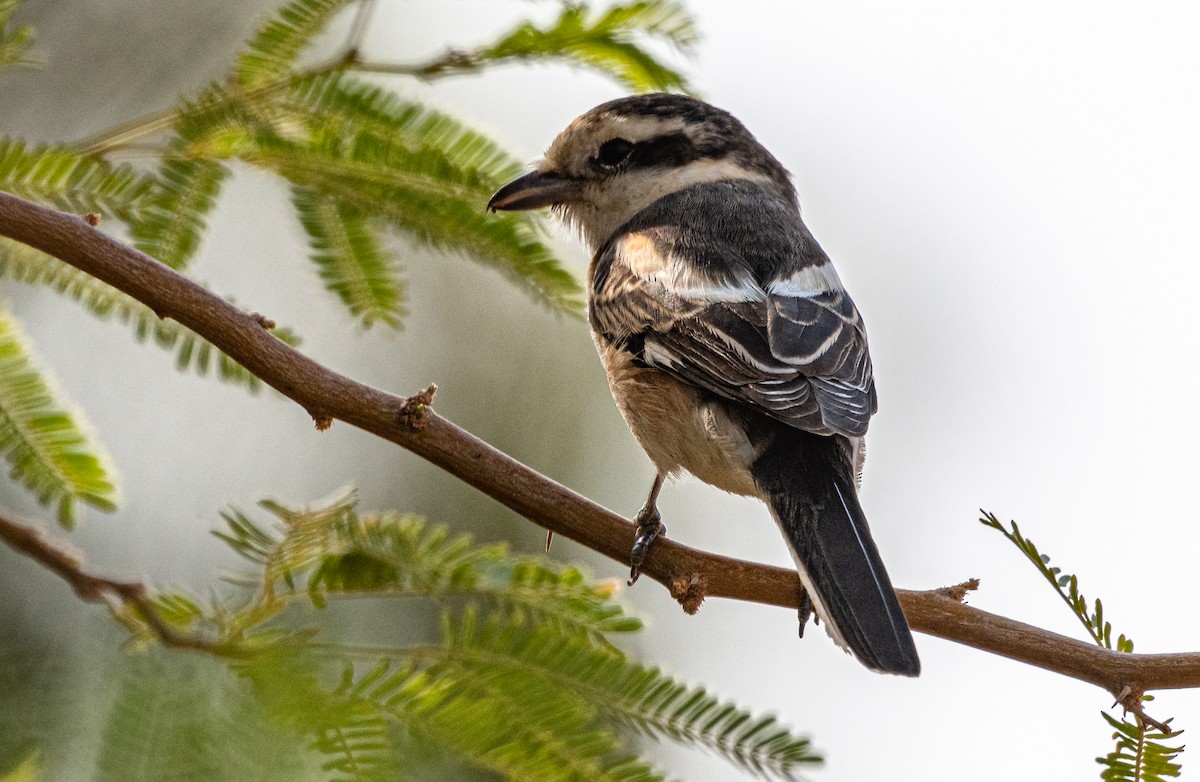 Masked Shrike - ML178206691