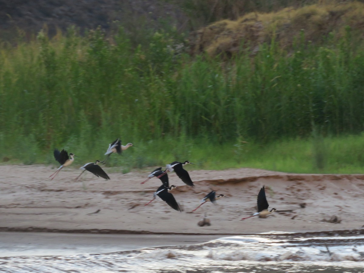 Black-necked Stilt - Don Witter