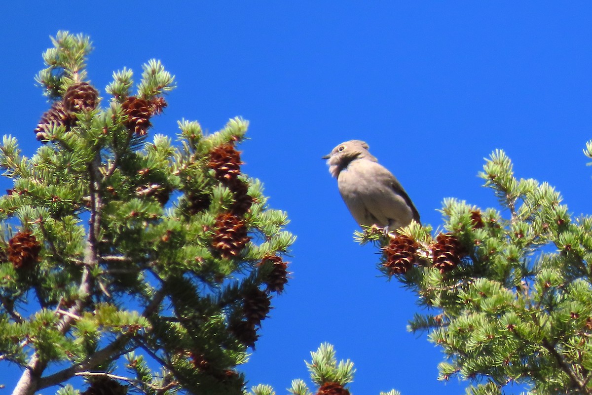 Townsend's Solitaire - Ted Floyd