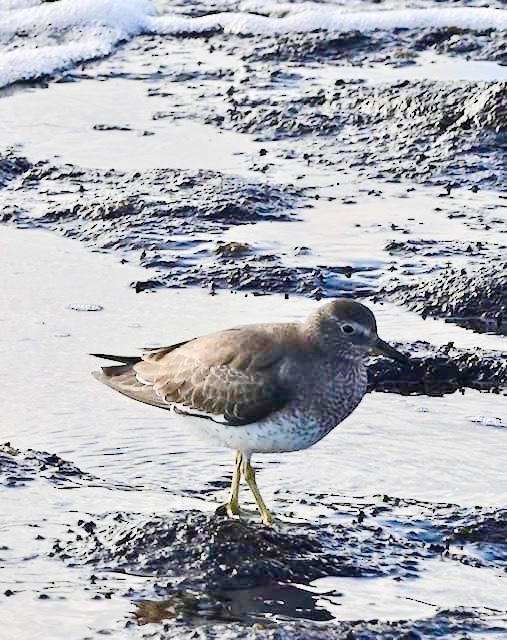 Surfbird - ML178207461