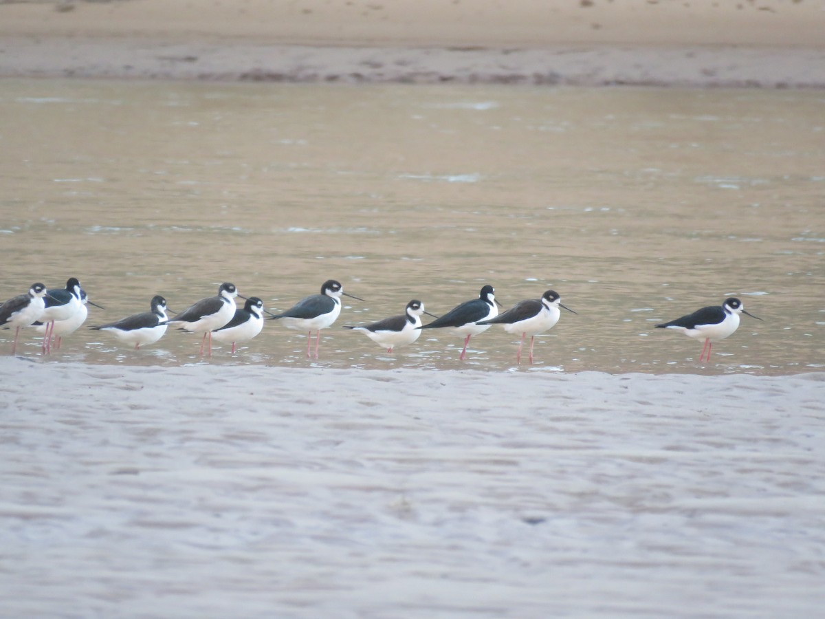 Black-necked Stilt - Don Witter